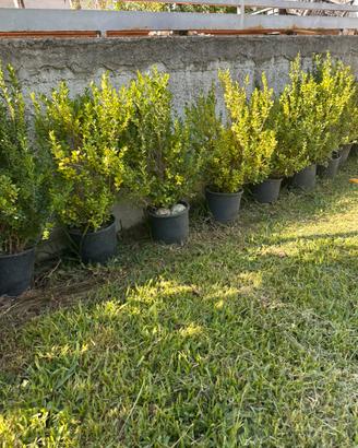 Pianta di buxus