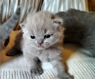 Cucciolo British Shorthair