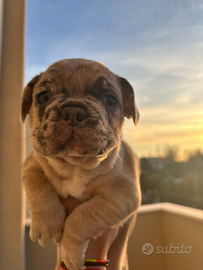 Cuccioli di Bulldog francese lilac merle