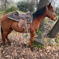 Cavallo paint