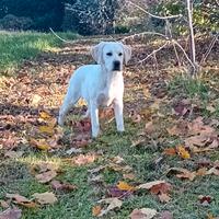 Cucciolo labrador retriever