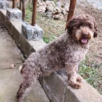 Lagotto Romagnolo 3 anni con pedigree