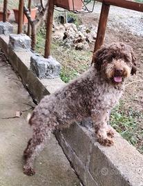 Lagotto Romagnolo 3 anni con pedigree