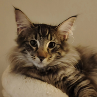 Norvegese delle foreste