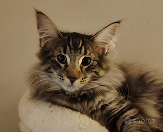 Norvegese delle foreste