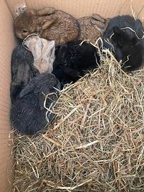 Cuccioli coniglio nano ariete vari colori