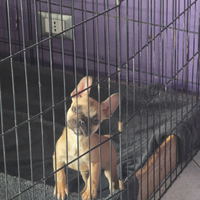 Cuccioli di bulldog francese