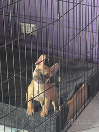 Cuccioli di bulldog francese