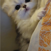 Cuccioli scottish longhair straight