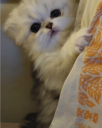 Cuccioli scottish longhair straight