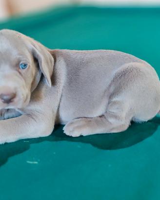 Cuccioli di Weimaraner bracco tedesco