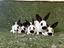Immagine 1
