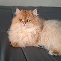 Gattina british golden longhair