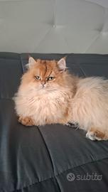 Gattina british golden longhair