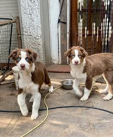 Pastore australiano Australian Shepherd FEMMINE