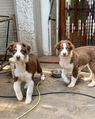 Pastore australiano Australian Shepherd FEMMINE