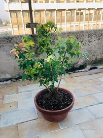 Bonsai