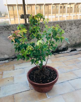 Bonsai