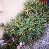 Talee di pianta grassa Aloe Arborescens