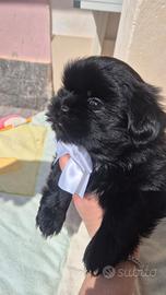 Shih tzu con pedigree