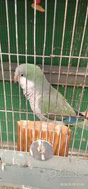 Pappagalli
