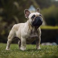 Bulldog francese