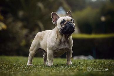 Bulldog francese