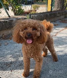 Cane barboncino