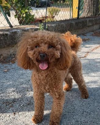 Cane barboncino