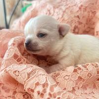 Coppia di chihuahua