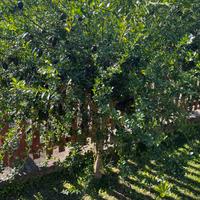 Frutti di limone caviale