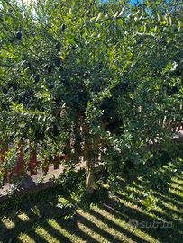 Frutti di limone caviale