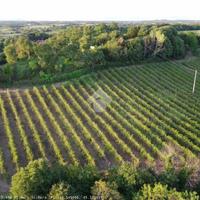 TER. AGRICOLO A SOLFERINO