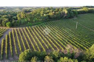 TER. AGRICOLO A SOLFERINO