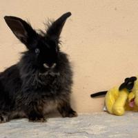 Coniglio nano testa di leone