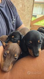 Cuccioli di bassotto nano