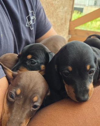 Cuccioli di bassotto nano