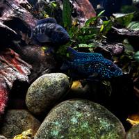 Jack Dempsey - Rocio Octofasciata coppia