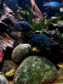 Jack Dempsey - Rocio Octofasciata coppia