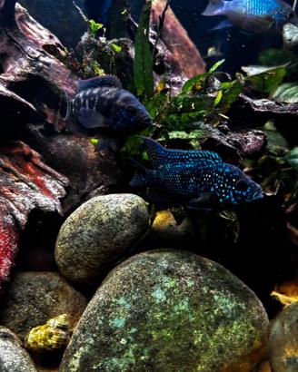 Jack Dempsey - Rocio Octofasciata coppia