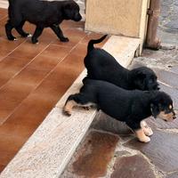 Cuccioli disponibili