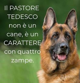 Pastore tedesco
