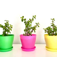 Portulacaria Afra set. 3 pz. Vasi inclusi