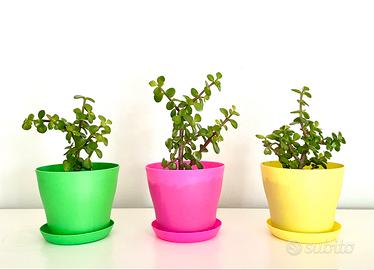 Portulacaria Afra set. 3 pz. Vasi inclusi
