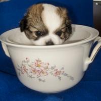 Chihuahua femmina con pedigree