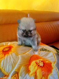 Spitz Tedeschi
