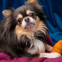 Chihuahua maschio blu tricolore per accoppiamento