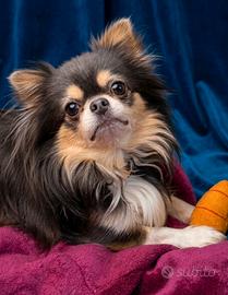 Chihuahua maschio blu tricolore per accoppiamento