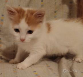 Gatto di 2 mesi