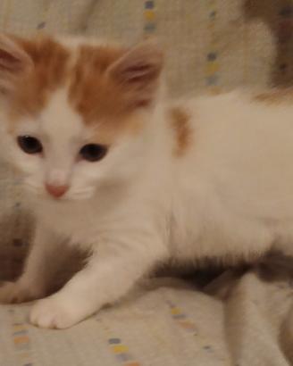 Gatto di 2 mesi